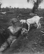 US Marine First Sergeant Neil Shober feeding bananas to a native goat, Saipan, Mariana Islands, Jun 1944