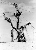Americans stringing telephone wires on a tree, Eniwetok, Marshall Islands, circa 1944