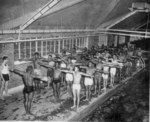 African-American United States Marine Corps swimming instructor Private Paul Tolliver teaching recruits the breaststroke, Montford Point Camp, North Carolina, United States, Nov 1944