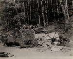 German horses killed by US artillery fire, near Lug, Germany, 1945