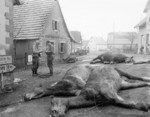 Dead horses in a German town, 15 Dec 1944; 6 German soldiers (5 of whom were killed) were hitching them to an artillery piece on the previous day when a US shell exploded near them