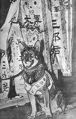 Saburo, a Japanese Army war dog, 1937