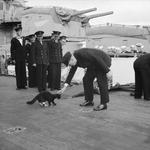 Winston Churchill petting the mascot of HMS Prince of Wales, Blackie, during the Atlantic Charter Conference, Placentia Bay, Newfoundland, Aug 1941