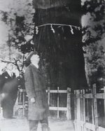 Emperor Showa (Hirohito) gazing at the Cryptomeria tree 