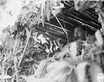 Oliver Leese in an observation post of the British 14th Army front in Burma, 1944-1945