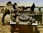 Kübelwagen scout car in southern Russia, 1941-1943