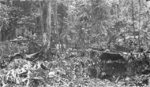 M3 Gun Motor Carriage of US 7th Marine Regiment at Hill 660 on New Britain, Bismarck Islands, 