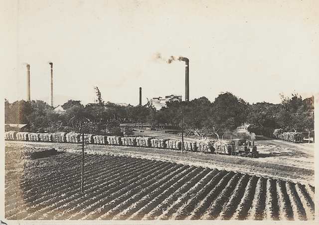 Sugar plantation, Takao (now Kaohsiung), Taiwan, date unknown