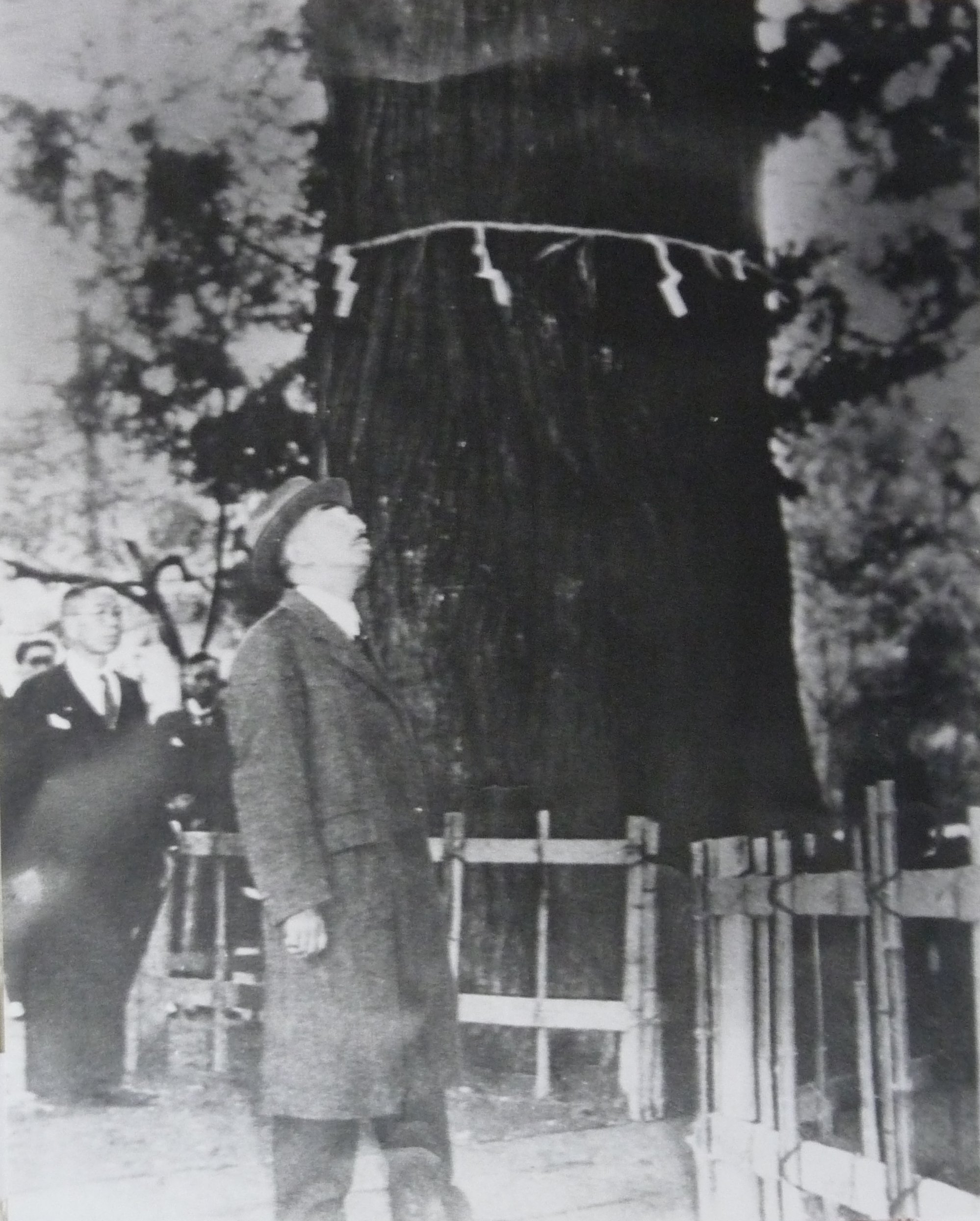 Emperor Showa (Hirohito) gazing at the Cryptomeria tree 'Great sugi of Kayano', Kaga, Ishikawa, Japan, 27 Oct 1947