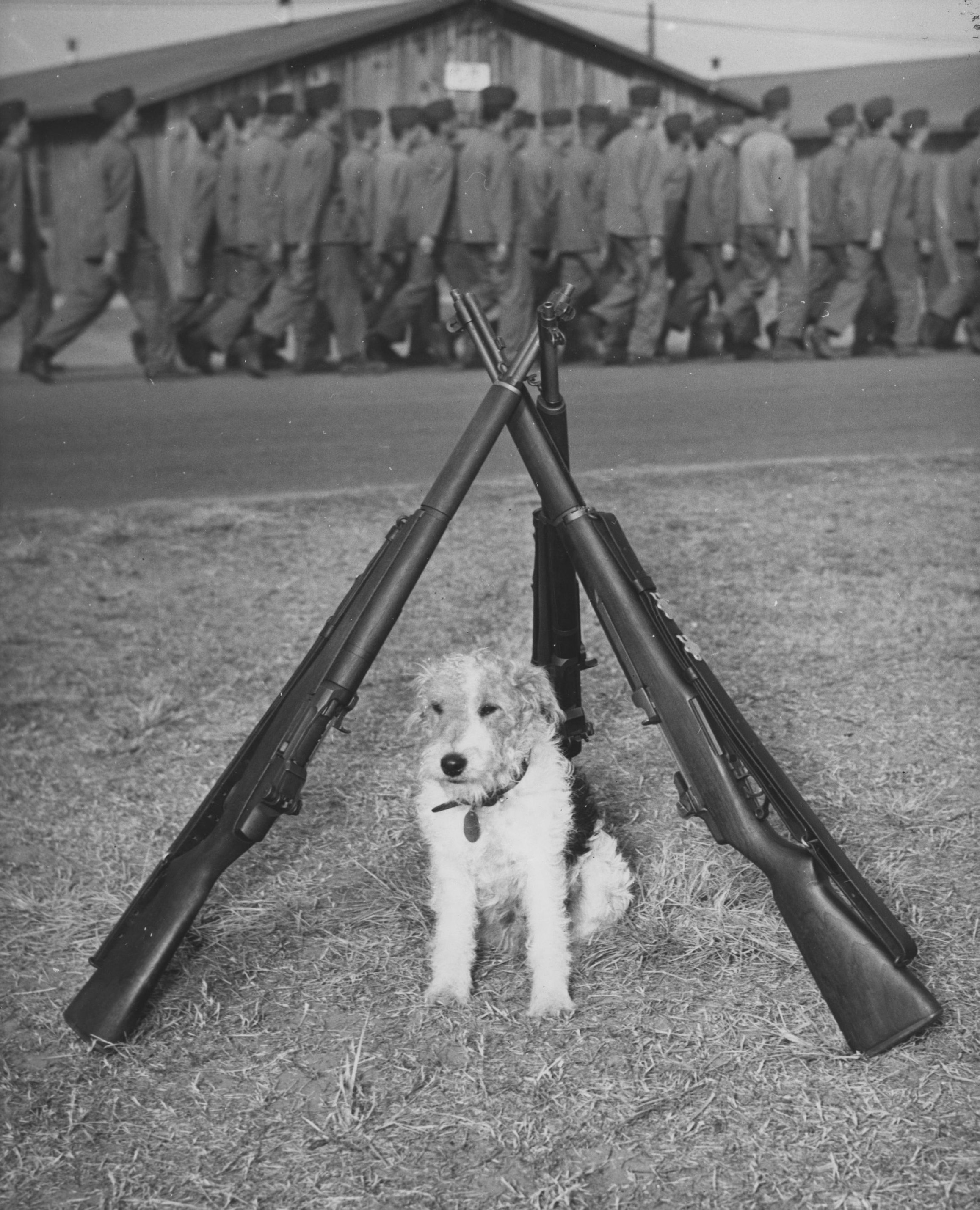 US Marine mascot dog Mike, Marine Corps Recruit Depot Parris Island, South Carolina, United States, 1940s